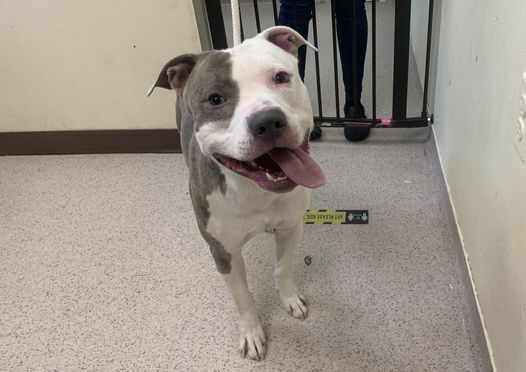 Enlarge Supreme, a Adoptable mixed breed in Berlin, NJ image 2/11