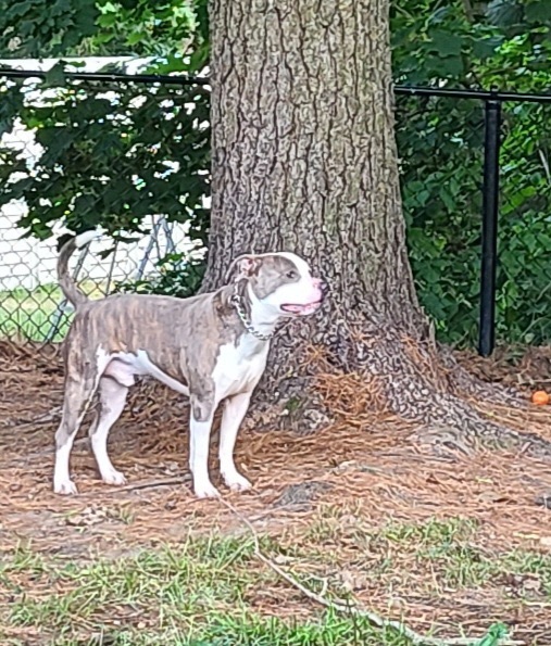 Enlarge Supreme, a Adoptable mixed breed in Berlin, NJ image 3/11