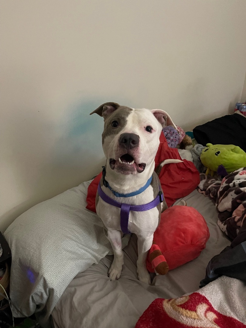 Enlarge Supreme, a Adoptable mixed breed in Berlin, NJ image 4/11