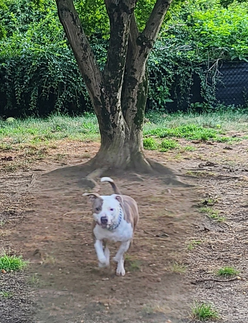 Enlarge Supreme, a Adoptable mixed breed in Berlin, NJ image 5/11