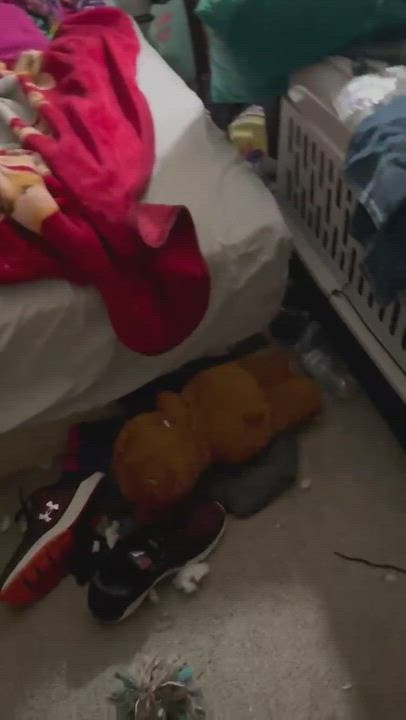 Enlarge Supreme, a Adoptable mixed breed in Berlin, NJ video 11/11