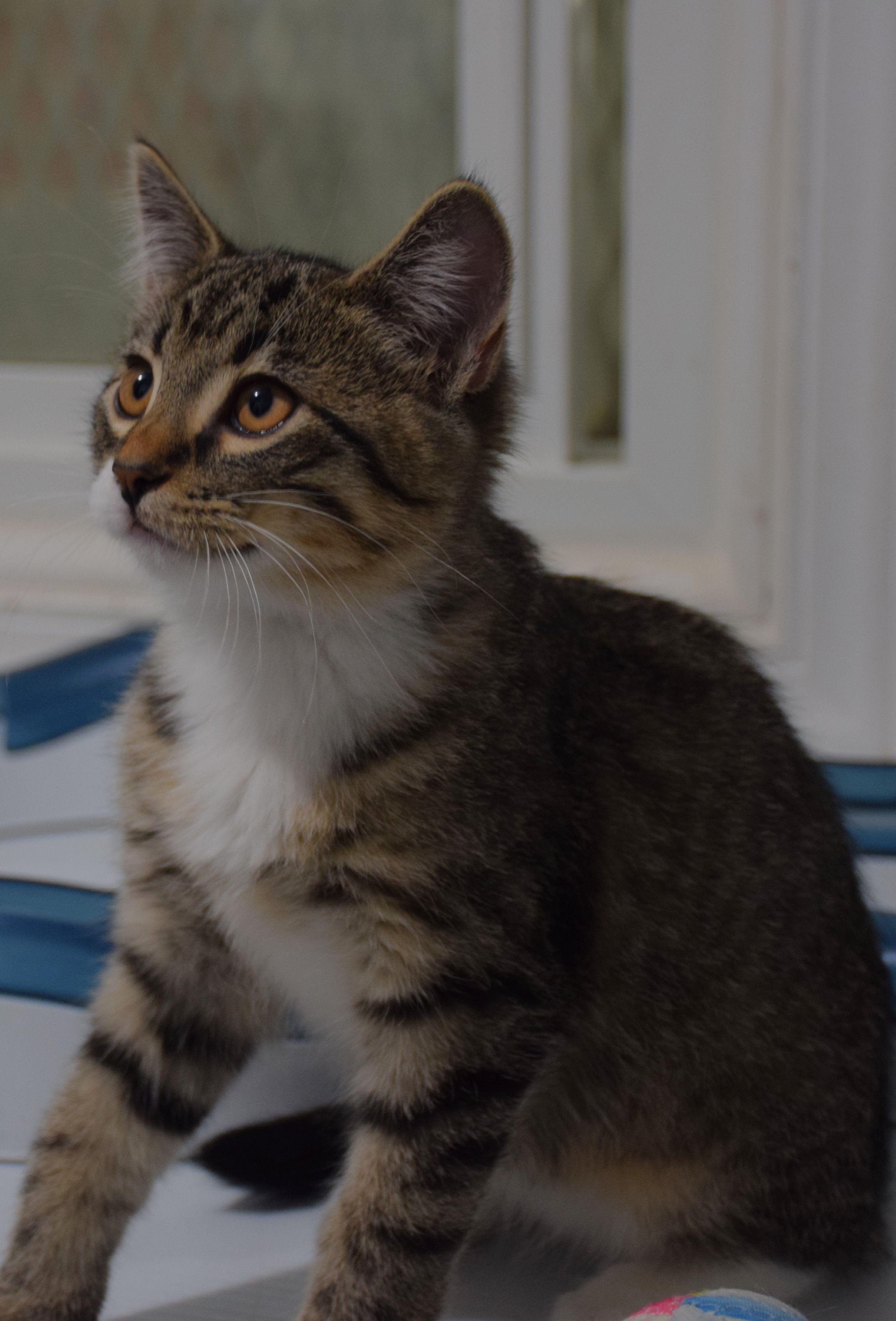 Randy, Adoptable, Young Male Tabby.