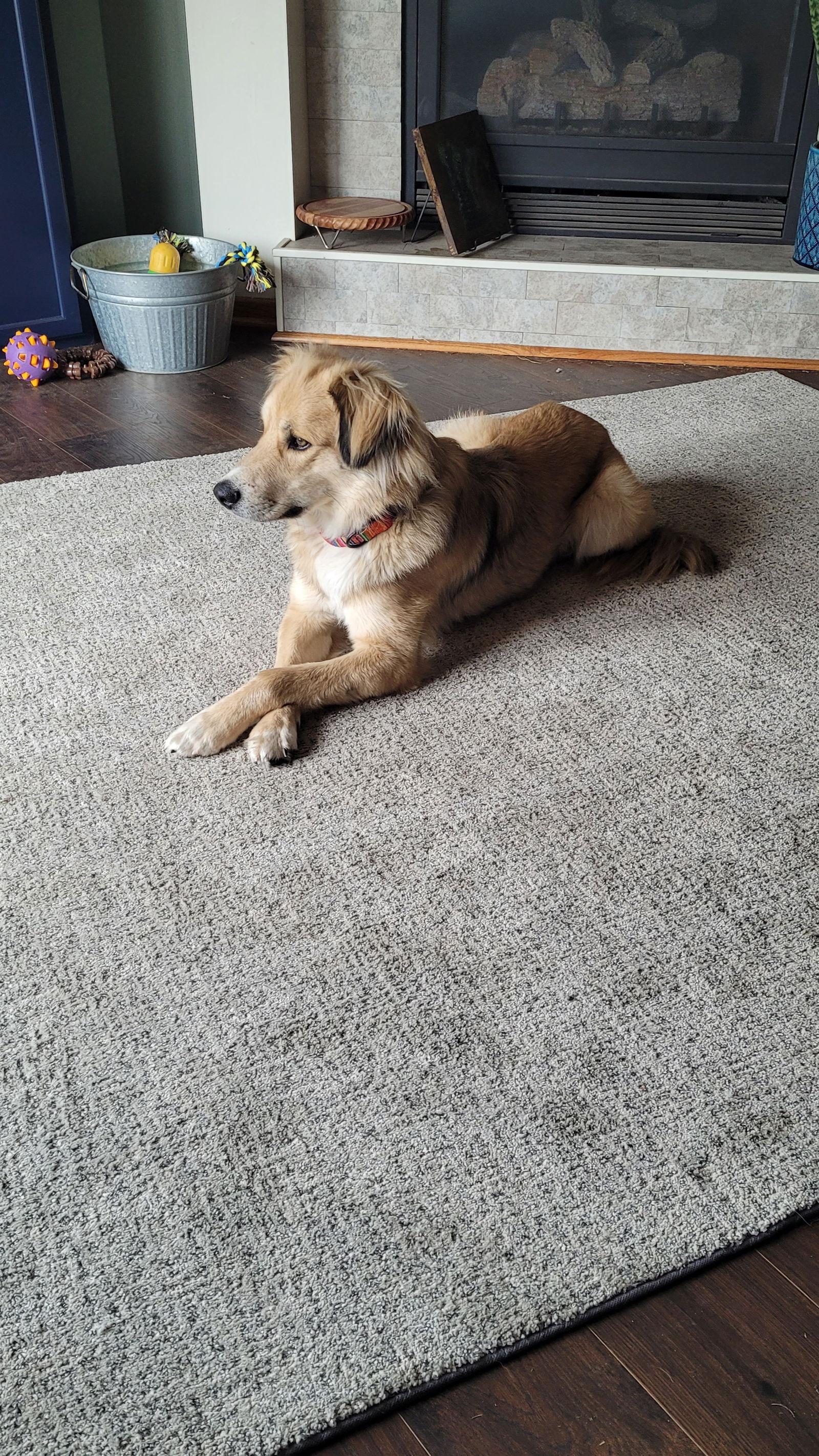 Dunne, a Adoptable Golden Retriever in Brooklyn Center, MN image 1/3