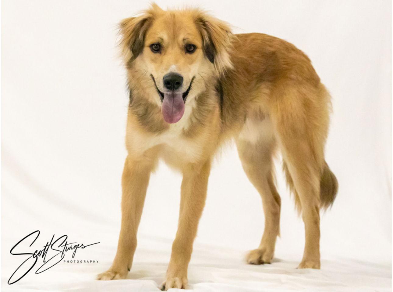 Dunne, a Adoptable Golden Retriever in Brooklyn Center, MN image 2/3