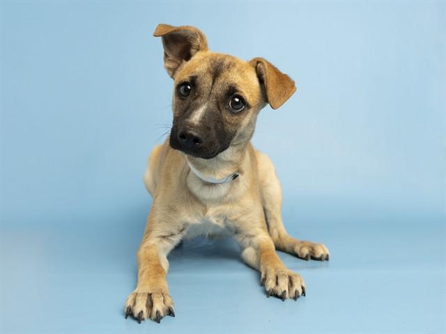 Enlarge MIA, a Adoptable mixed breed in Phoenix, AZ image 1/1