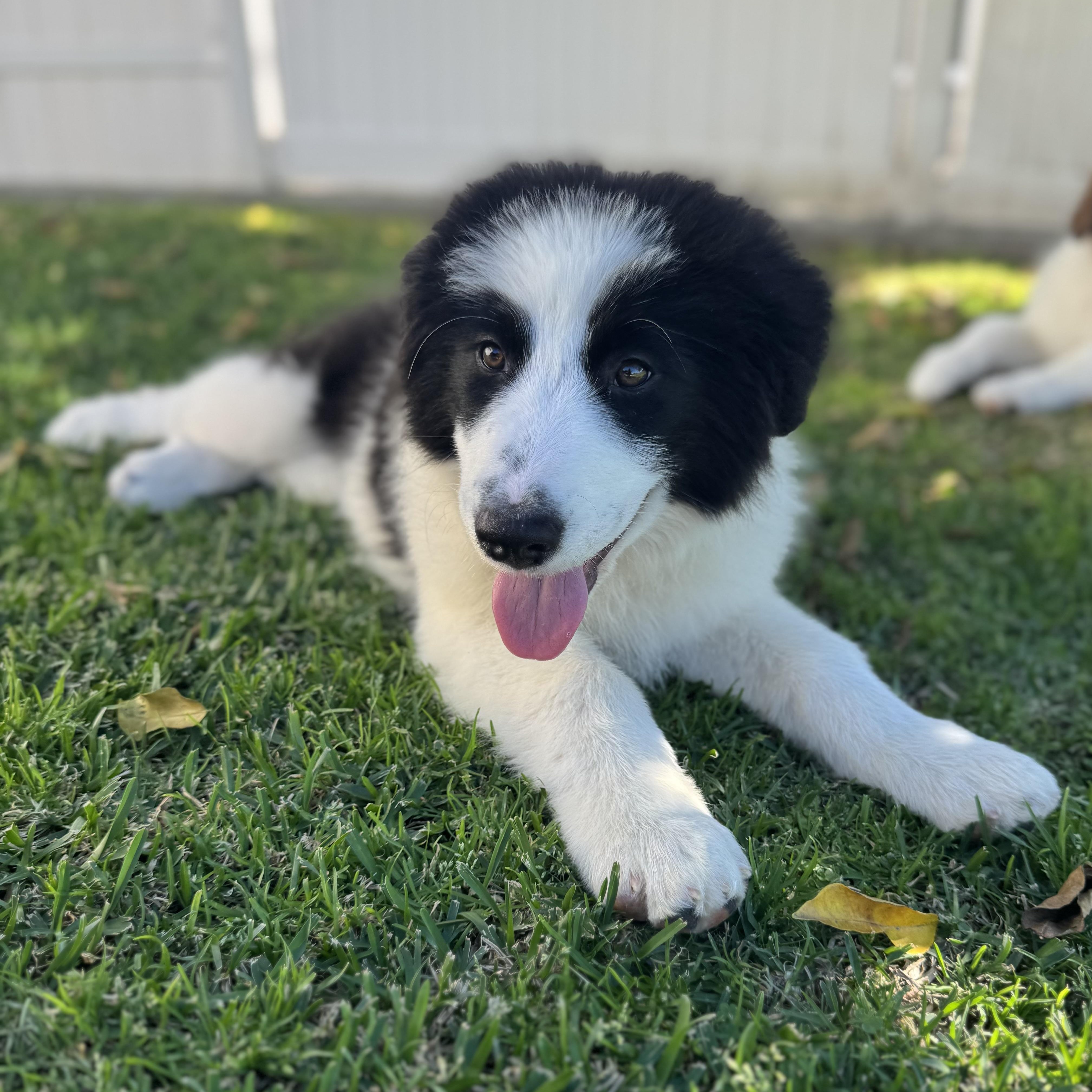 Enlarge Guinness, a ADOPTABLE mixed breed in Torrance, CA image 4/6