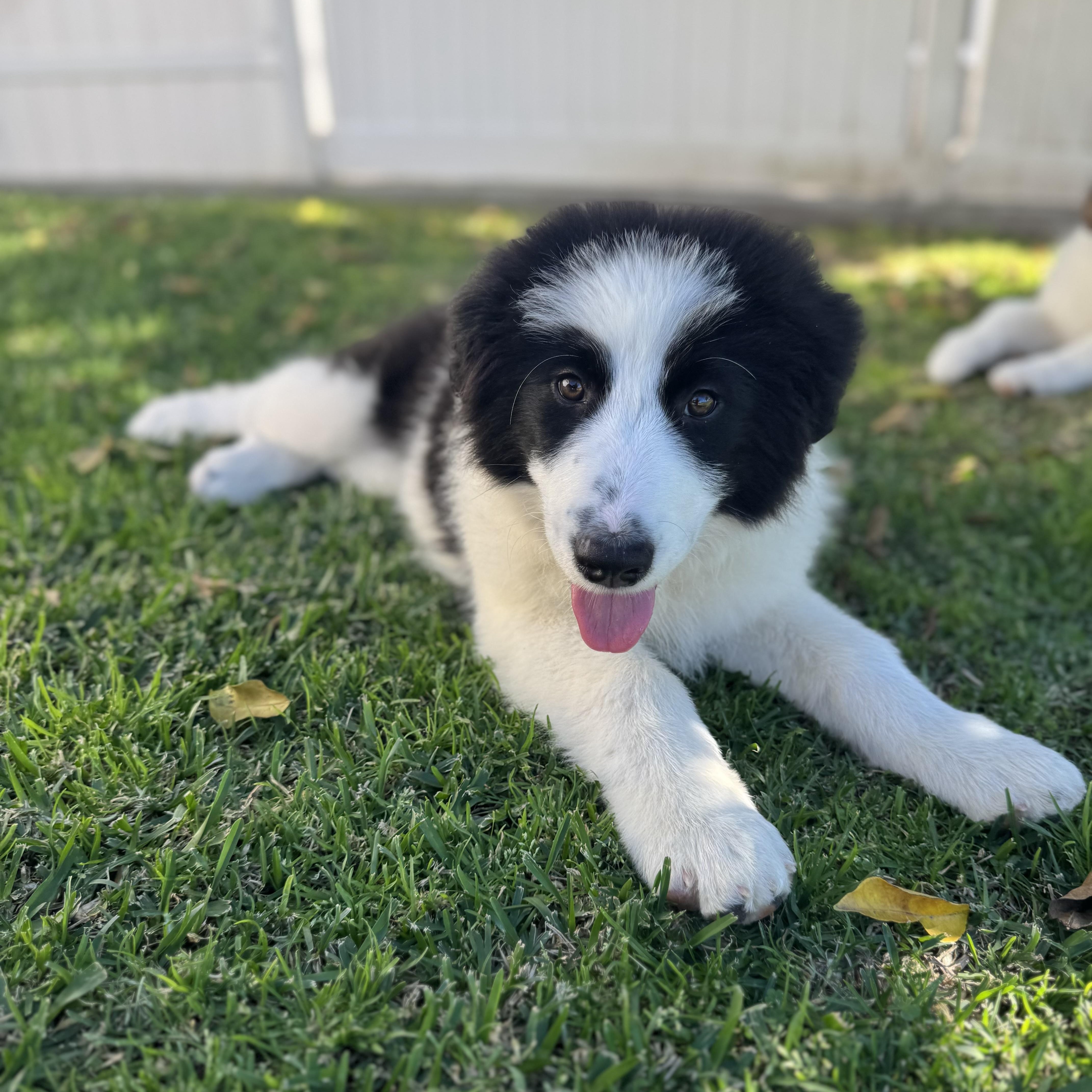 Enlarge Guinness, a ADOPTABLE mixed breed in Torrance, CA image 5/6