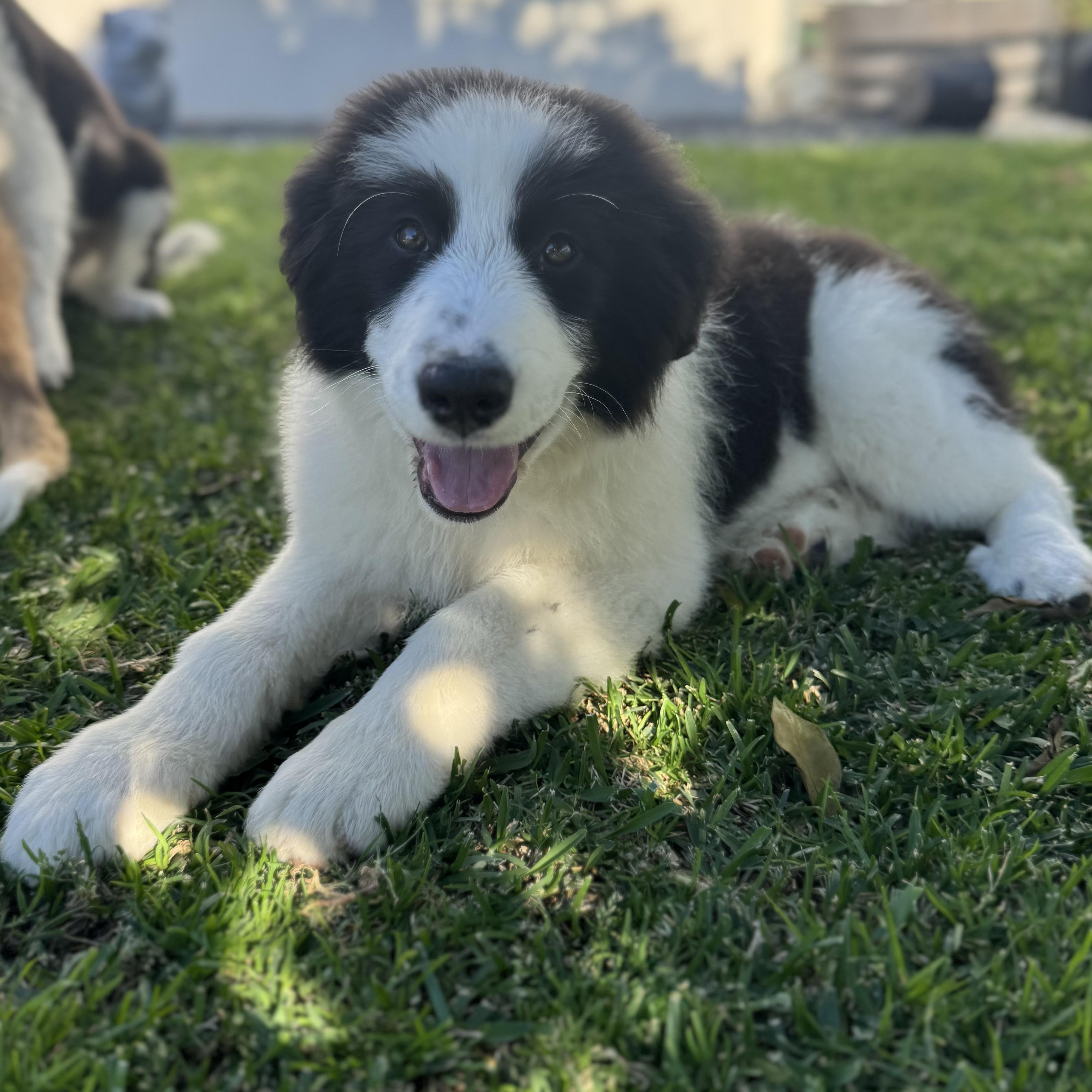 Enlarge Guinness, a ADOPTABLE mixed breed in Torrance, CA image 3/6