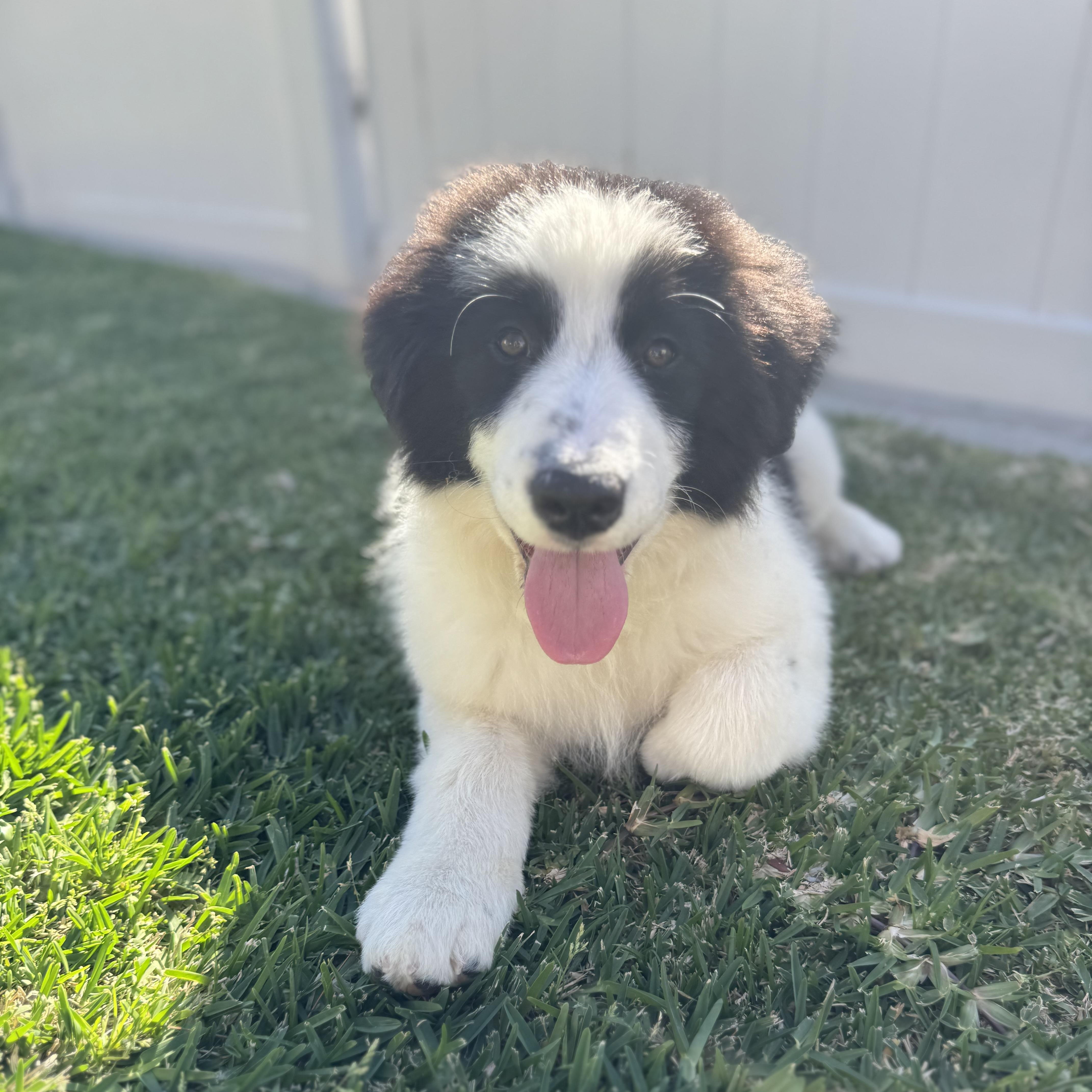 Enlarge Guinness, a ADOPTABLE mixed breed in Torrance, CA image 2/6