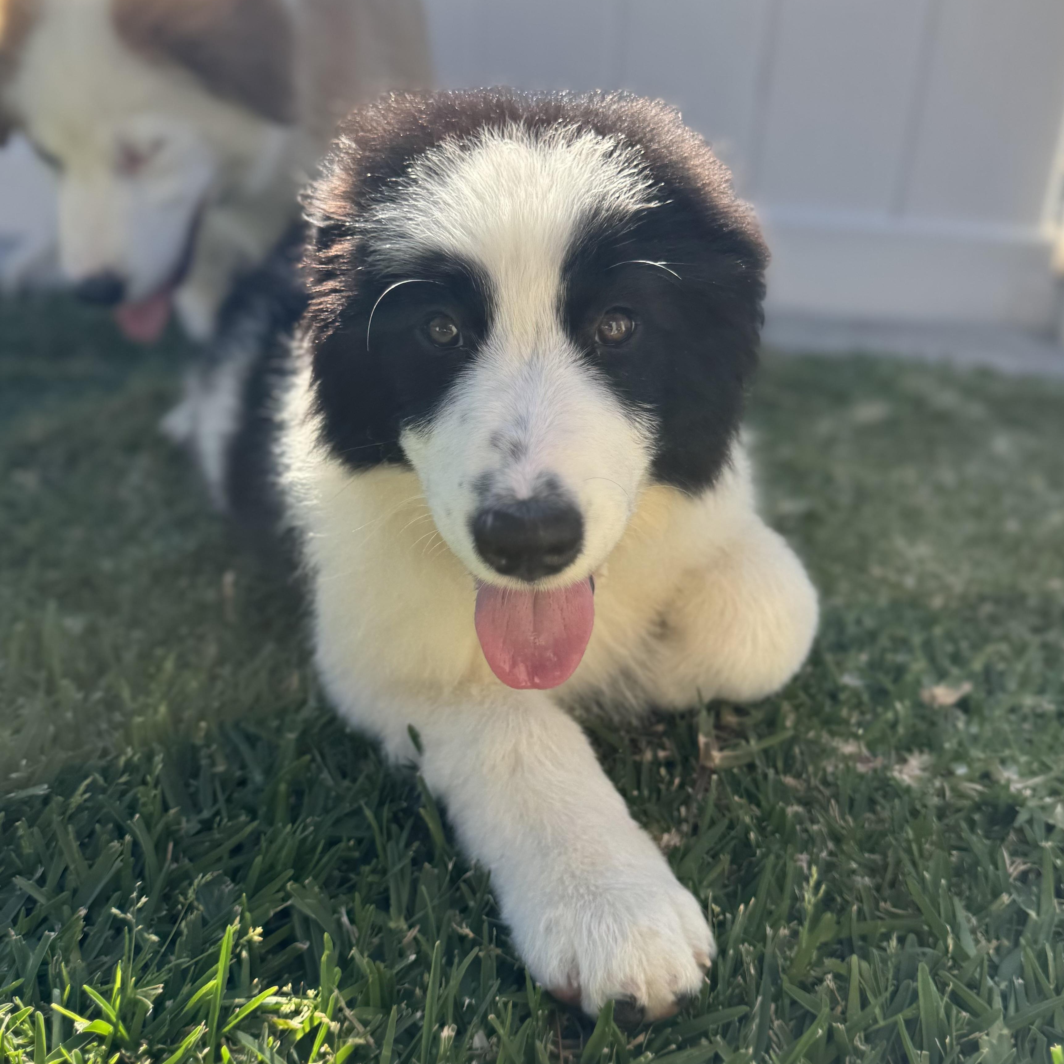 Enlarge Guinness, a ADOPTABLE mixed breed in Torrance, CA image 1/6