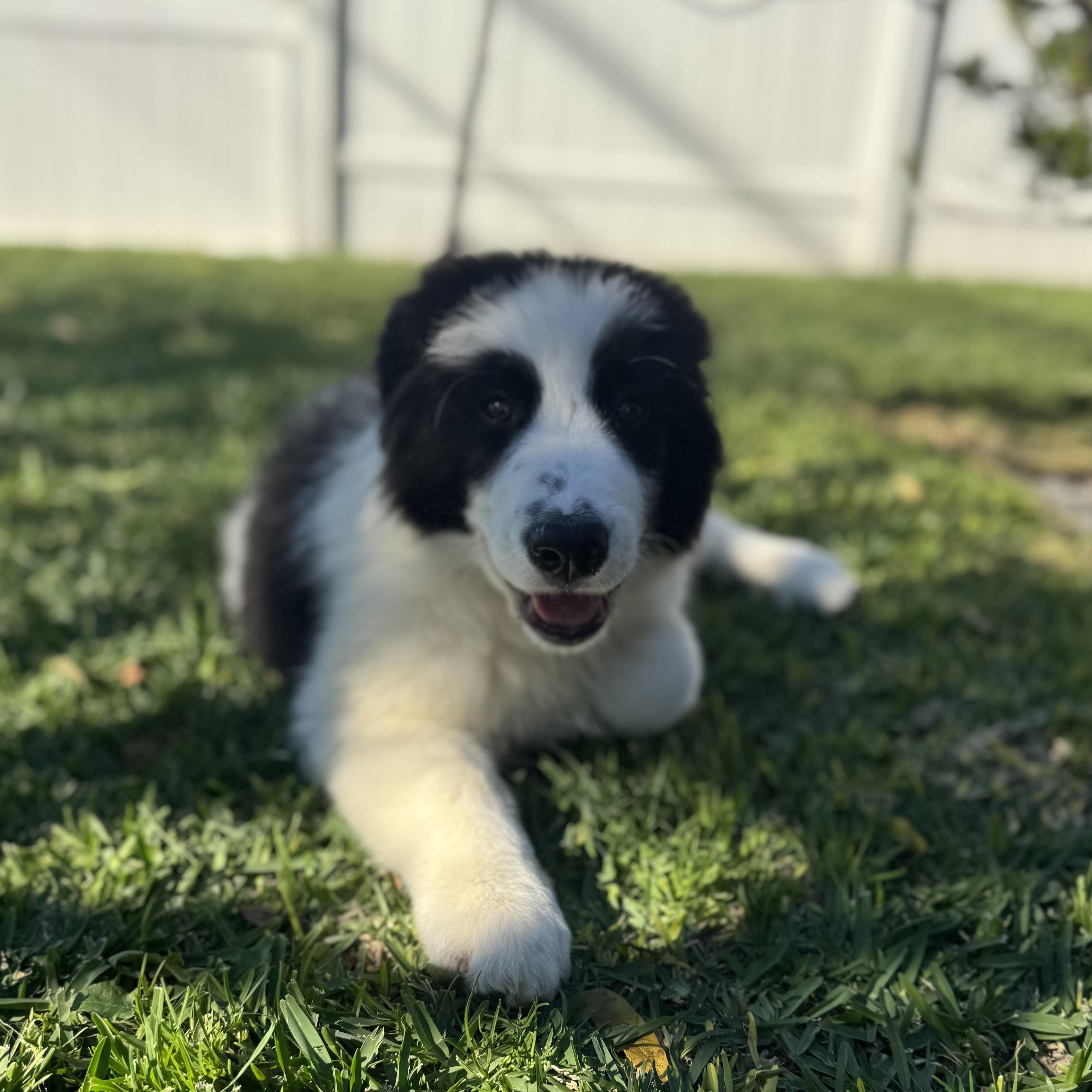 Enlarge Guinness, a ADOPTABLE mixed breed in Torrance, CA image 6/6