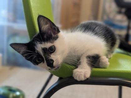 Spanky, Adoptable, Kitten Male Domestic Short Hair & Domestic Short Hair.