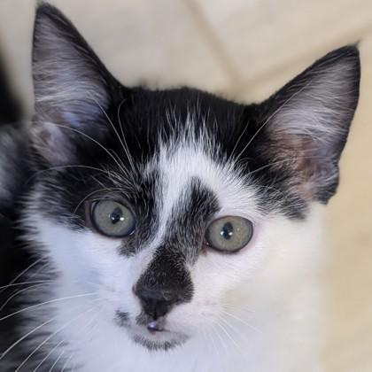 Spanky, a Adoptable mixed breed in Pleasanton, CA image 2/3