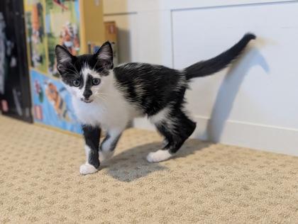 Spanky, a Adoptable mixed breed in Pleasanton, CA image 3/3