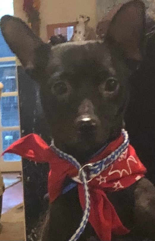 Enlarge Loki, a Adoptable Miniature Pinscher in Lancaster, CA image 1/5