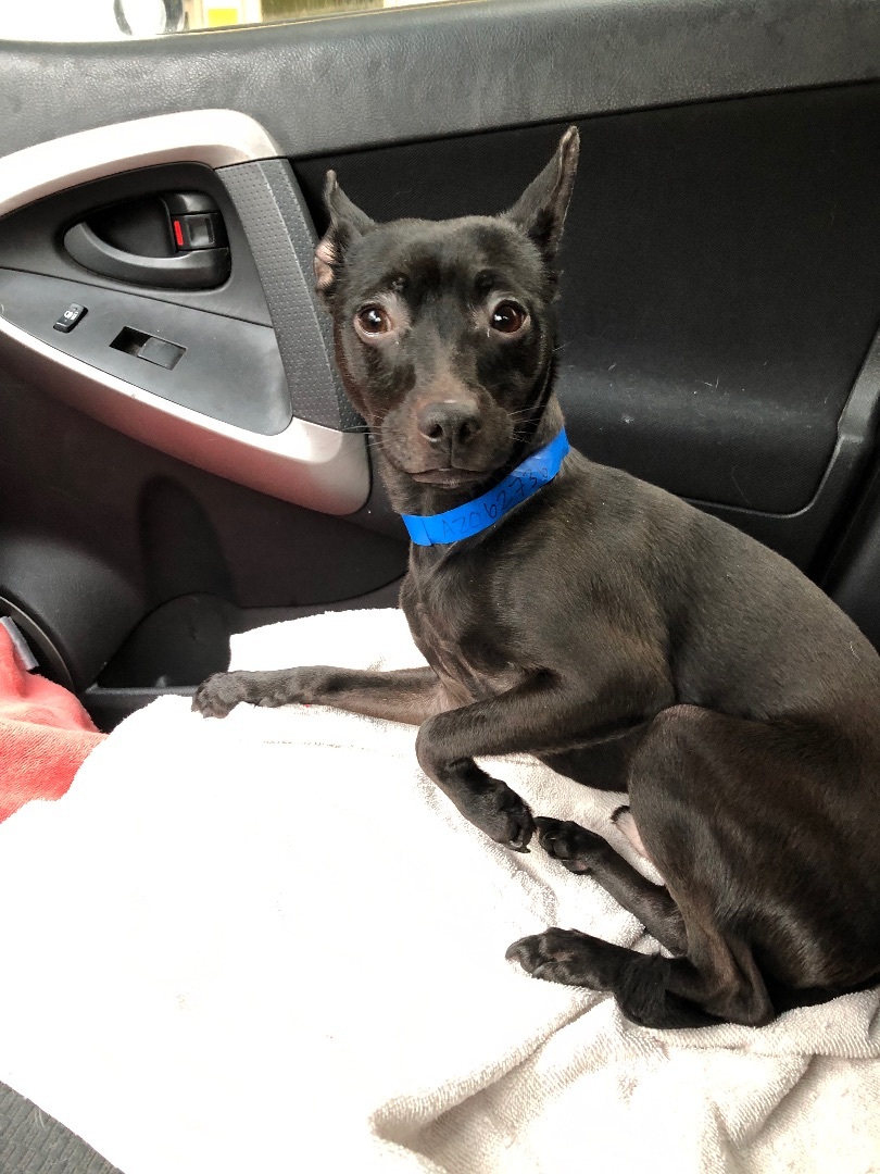 Enlarge Loki, a Adoptable Miniature Pinscher in Lancaster, CA image 2/5