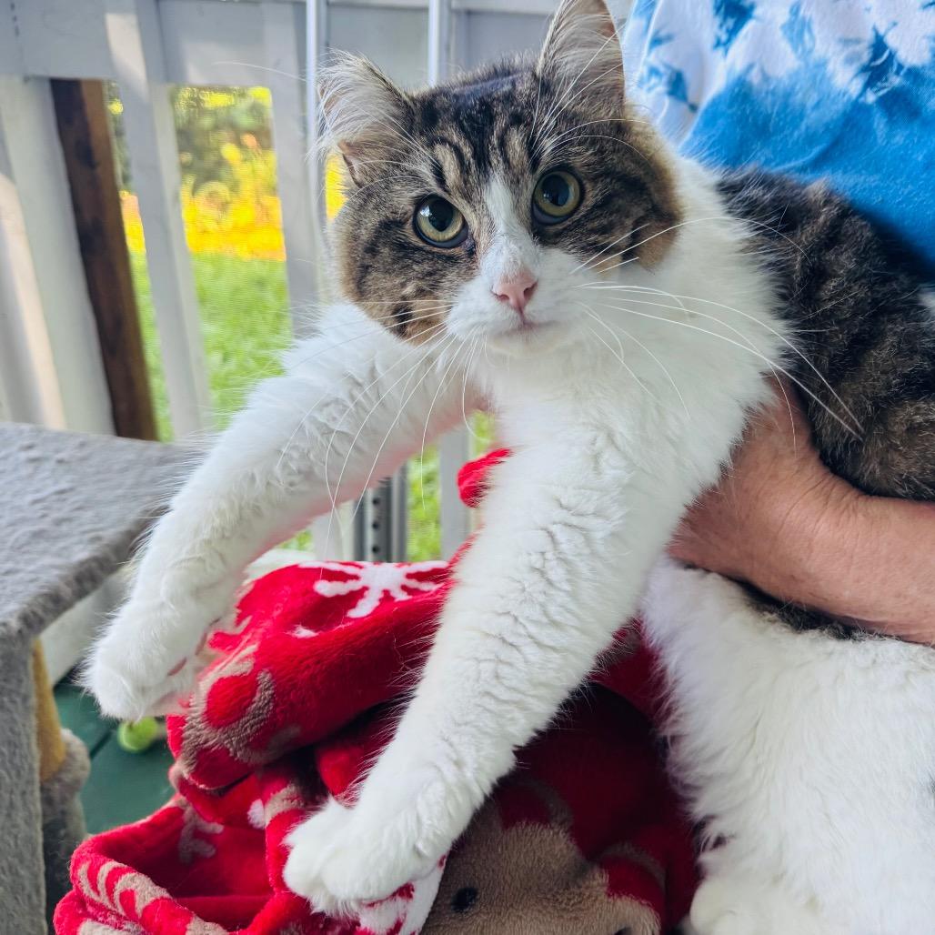 Enlarge Lulu, a Adoptable Domestic Medium Hair in Volcano, HI image 1/3