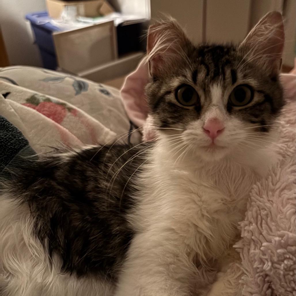 Lulu, Adoptable, Young Female Domestic Medium Hair.