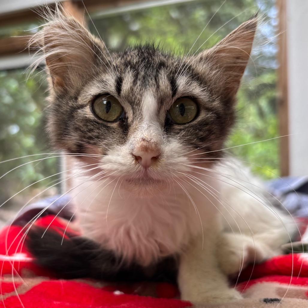 Enlarge Lulu, a Adoptable Domestic Medium Hair in Volcano, HI image 3/3