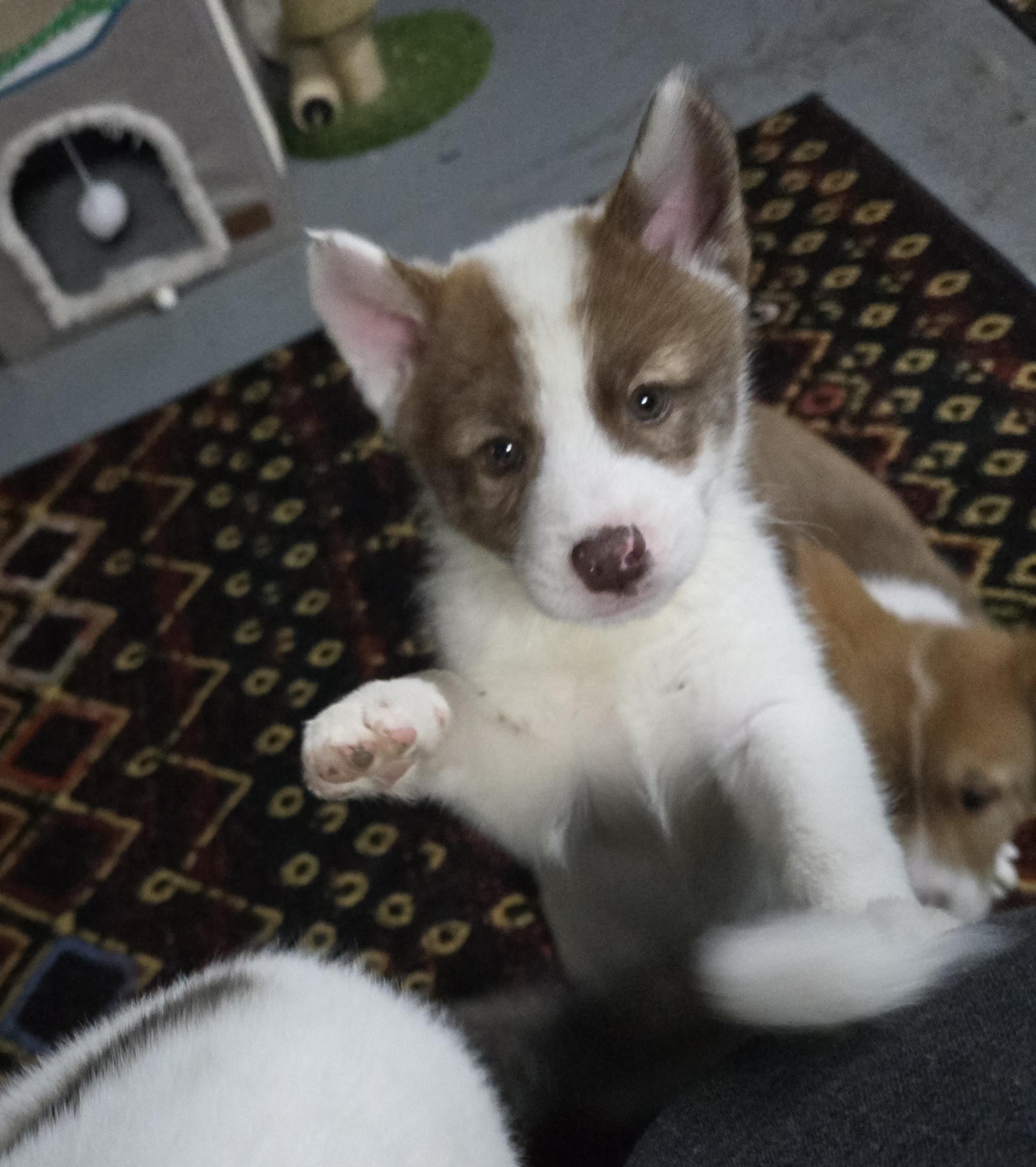 Yuki, an adopted mixed breed in Elizabeth, PA image 1/5