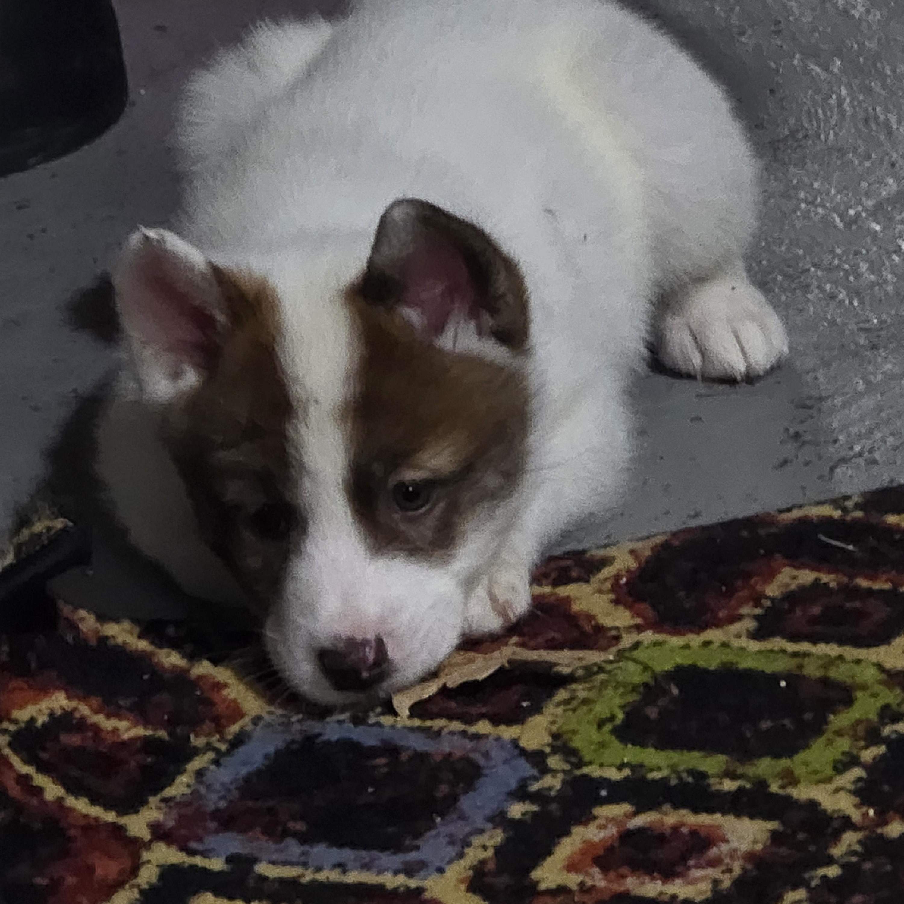 Yuki, an adopted mixed breed in Elizabeth, PA image 2/5