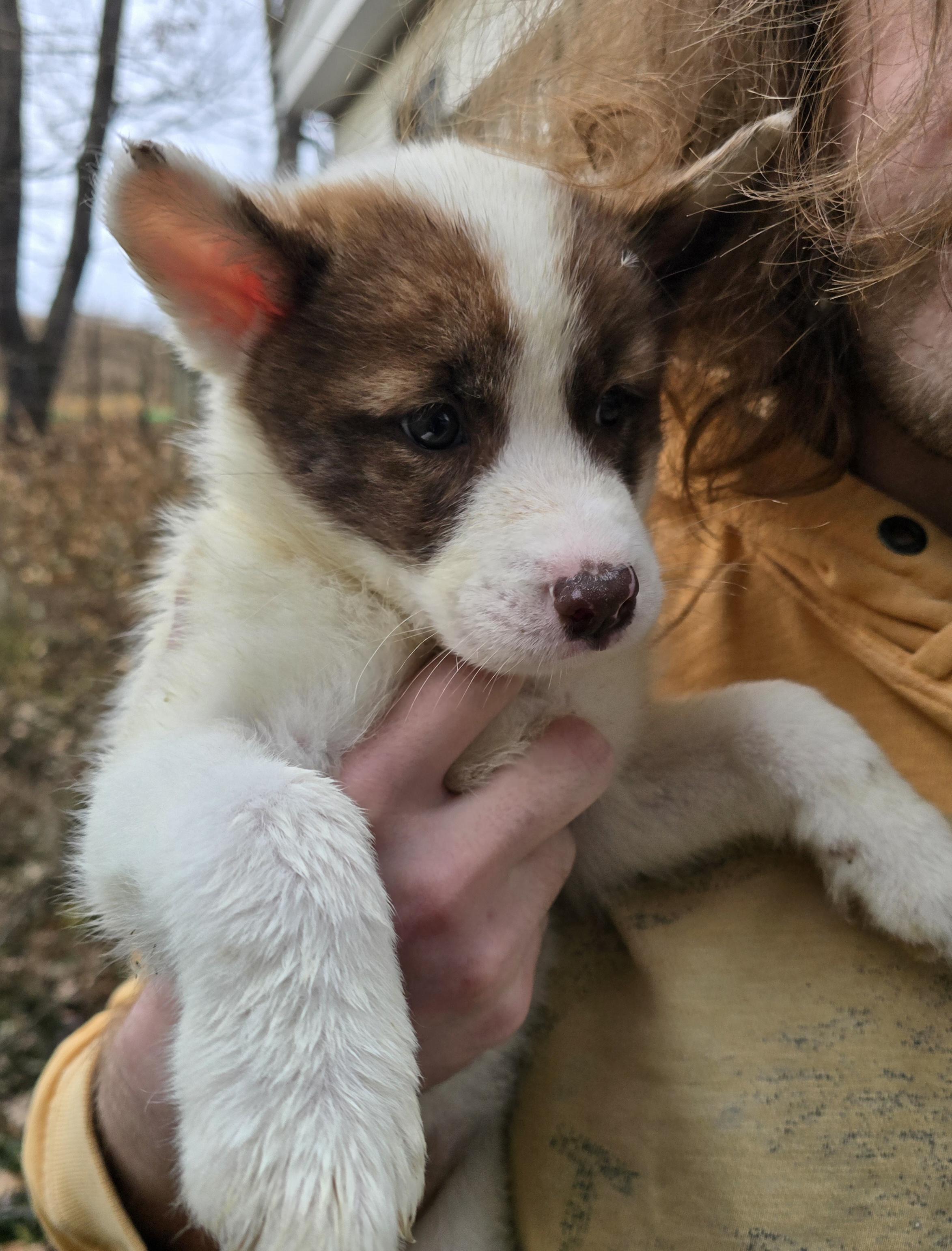 Yuki, an adopted mixed breed in Elizabeth, PA image 3/5