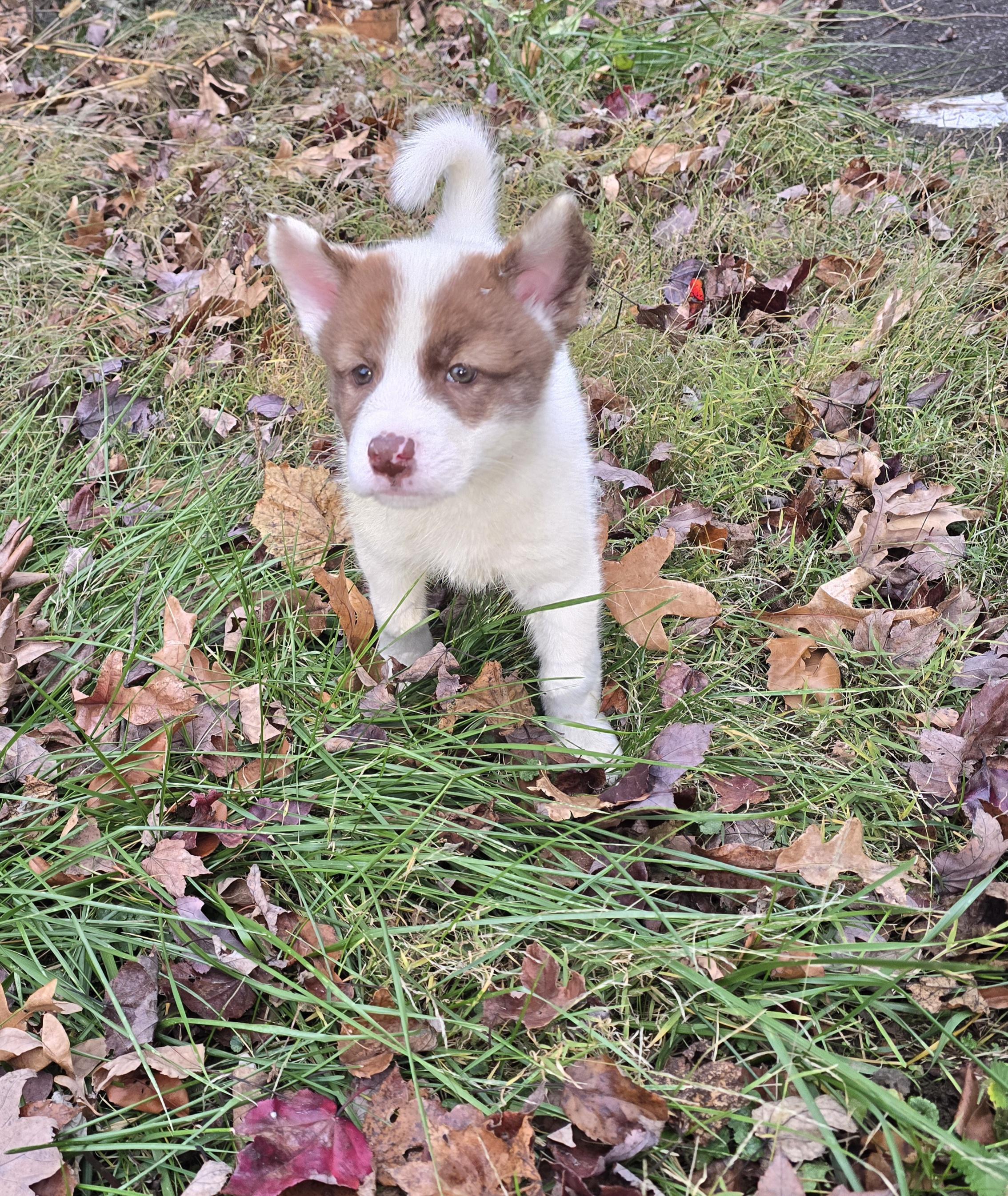 Yuki, an adopted mixed breed in Elizabeth, PA image 4/5