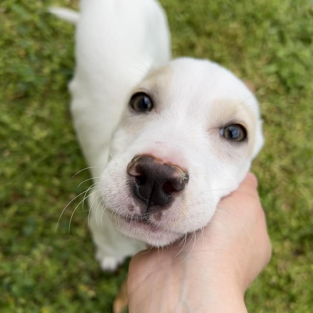 Enlarge Bugs, a Adoptable Mixed Breed in Mebane, NC image 2/6