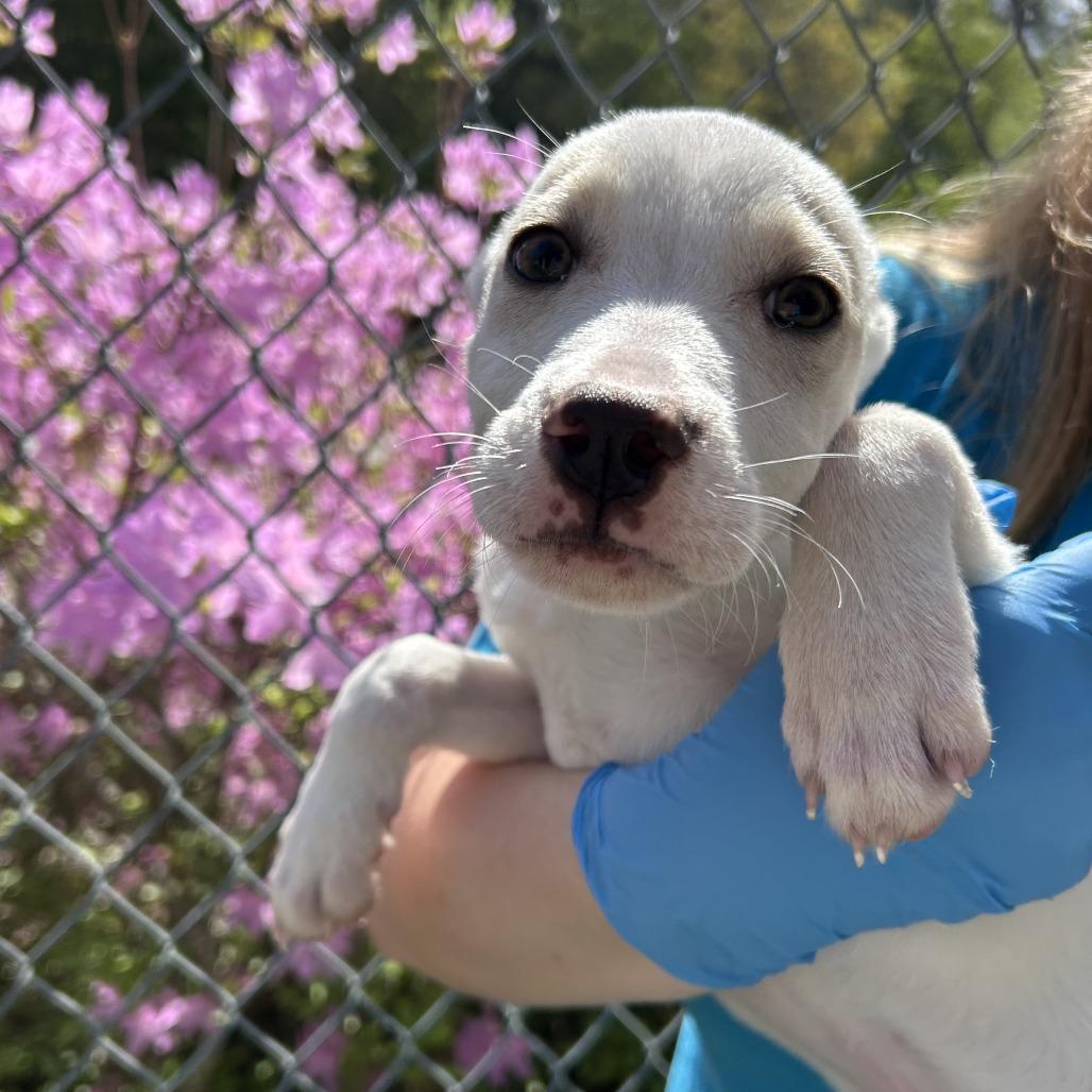 Enlarge Bugs, a Adoptable Mixed Breed in Mebane, NC image 3/6