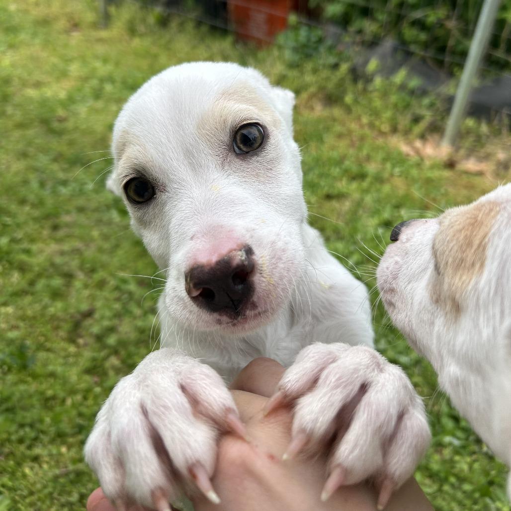 Enlarge Bugs, a Adoptable Mixed Breed in Mebane, NC image 4/6
