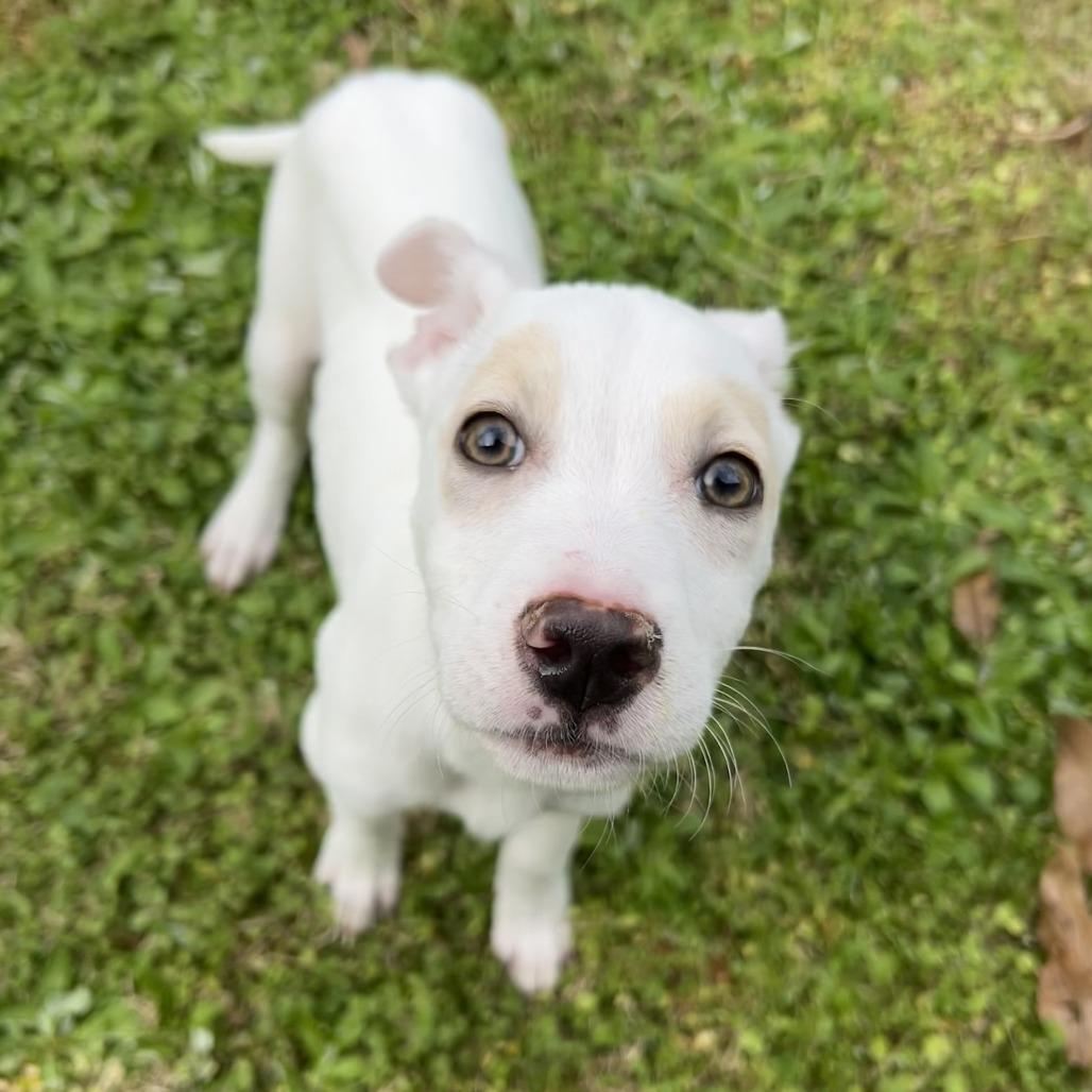 Enlarge Bugs, a Adoptable Mixed Breed in Mebane, NC image 5/6