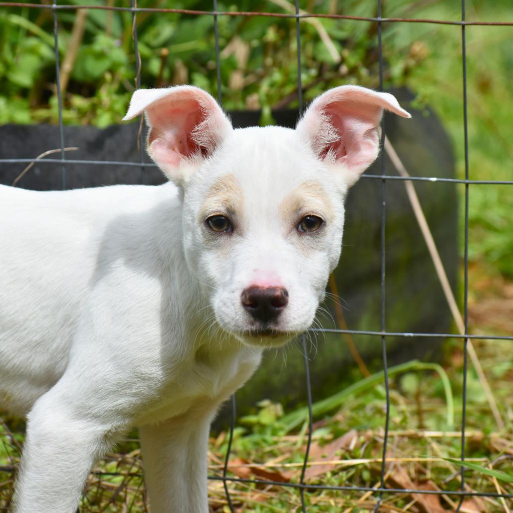 Enlarge Bugs, a Adoptable Mixed Breed in Mebane, NC image 6/6