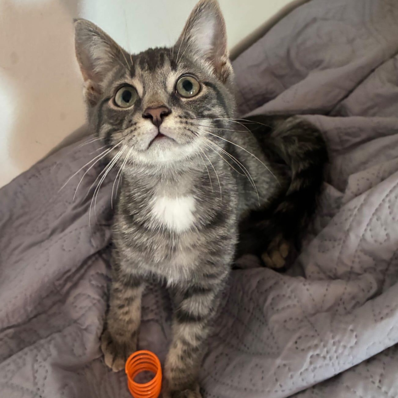 Bruce, ADOPTABLE, Kitten Male Domestic Short Hair.