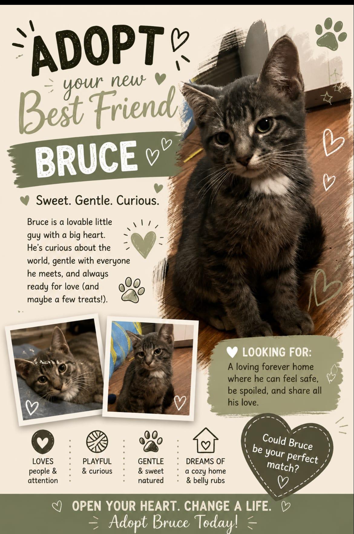 Bruce, a ADOPTABLE Domestic Short Hair in Cambridge, ON image 2/2
