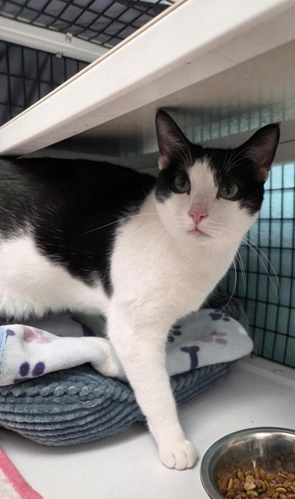 London, Adoptable, Young Male Domestic Short Hair & Domestic Short Hair.