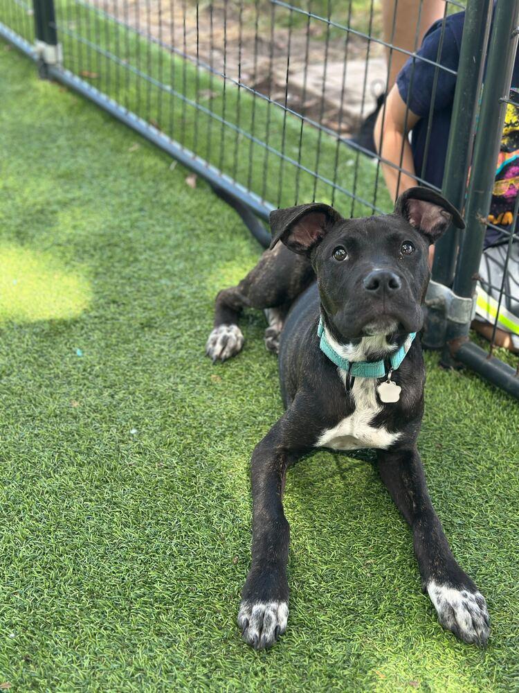 Enlarge Colonel, a Adoptable mixed breed in Lakeland, FL image 1/2