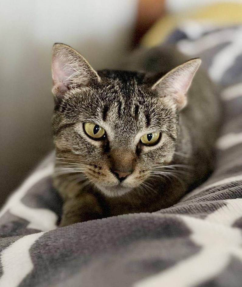 Pepper- can she be any prettier or sweeter?!! EPIC VIDEOS! EPIC SWEET - POSSIBLE THERAPY CAT