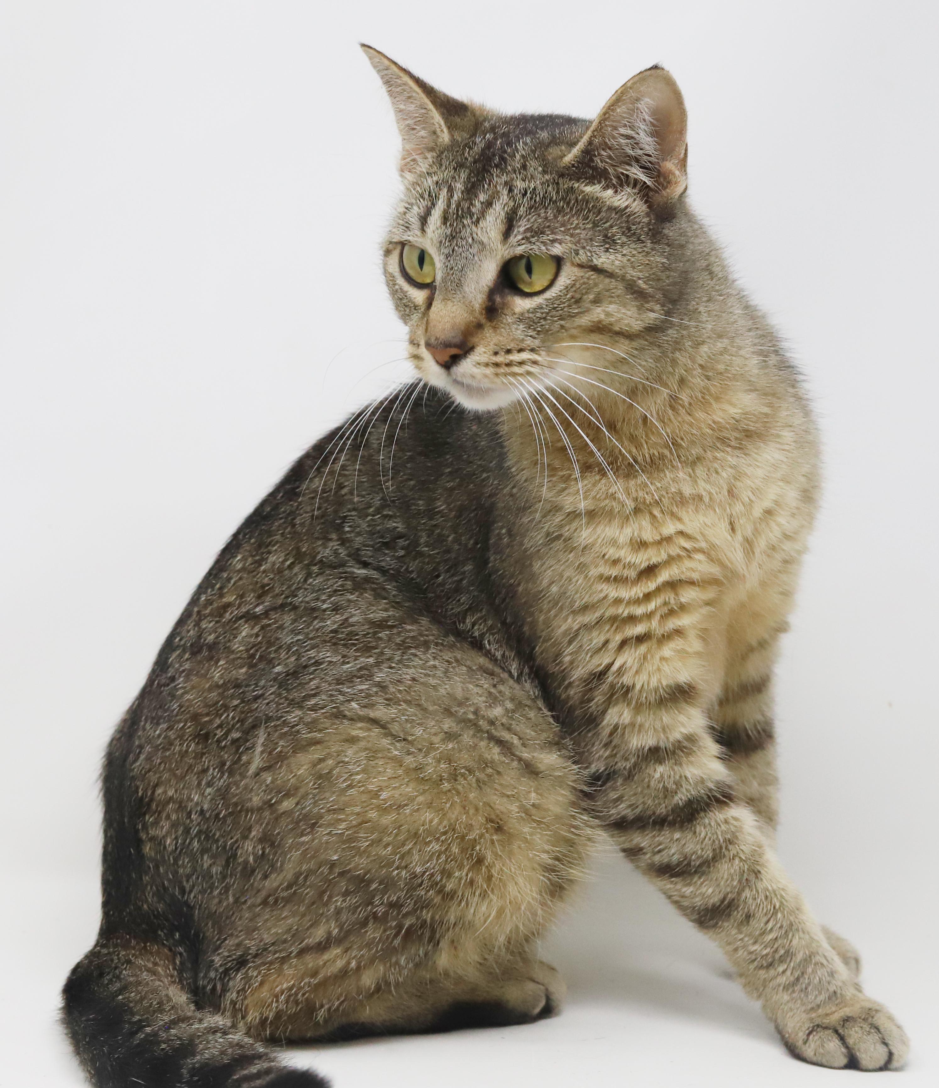 Pepper- can she be any prettier or sweeter?!! EPIC VIDEOS! EPIC SWEET - POSSIBLE THERAPY CAT