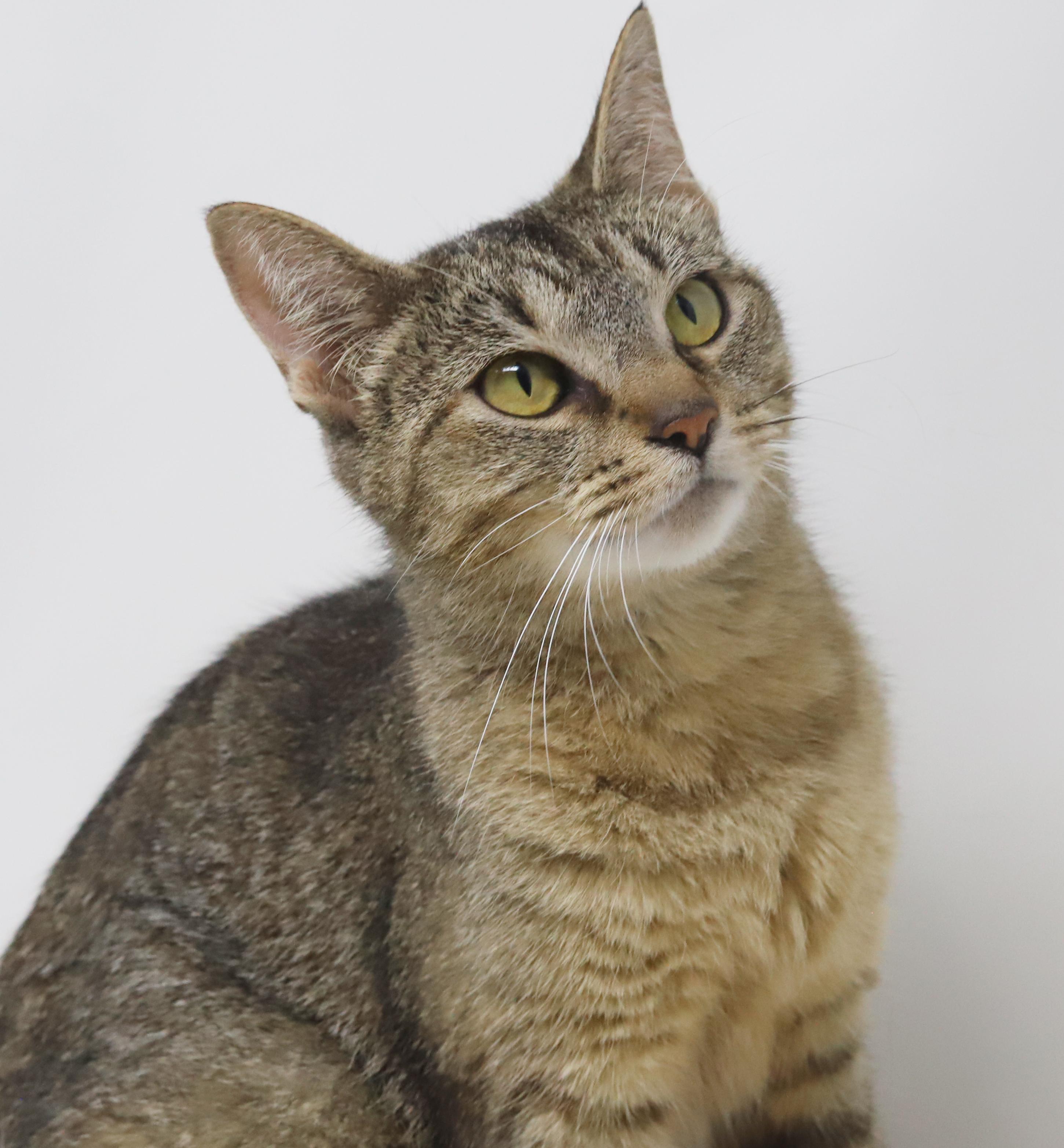 Pepper- can she be any prettier or sweeter?!! EPIC VIDEOS! EPIC SWEET - POSSIBLE THERAPY CAT