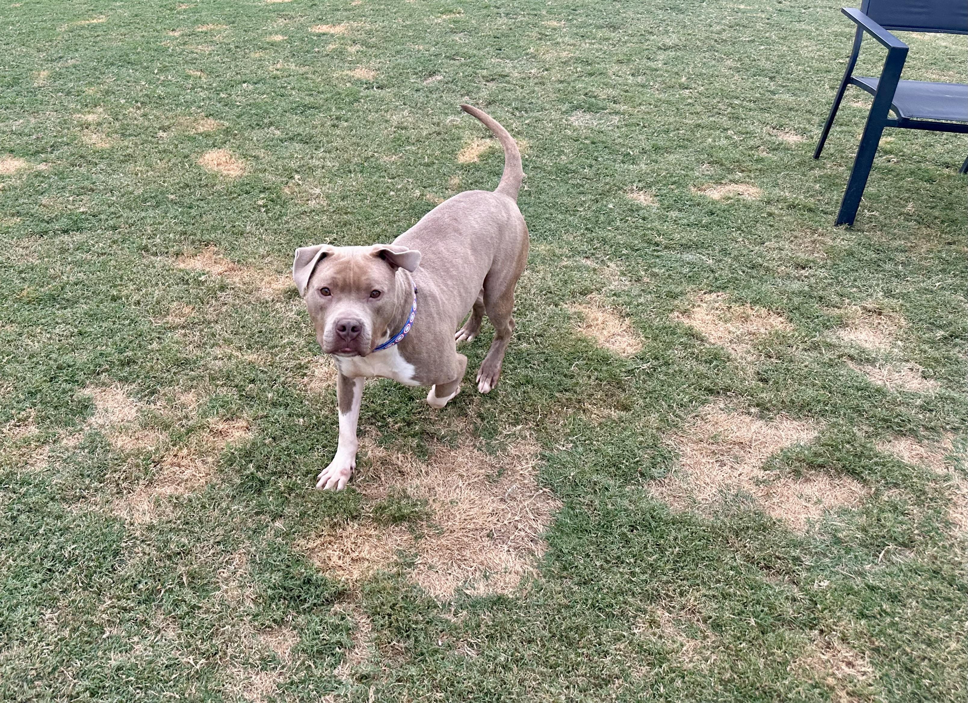 Gus, an adopted mixed breed in Auburn, GA image 2/6