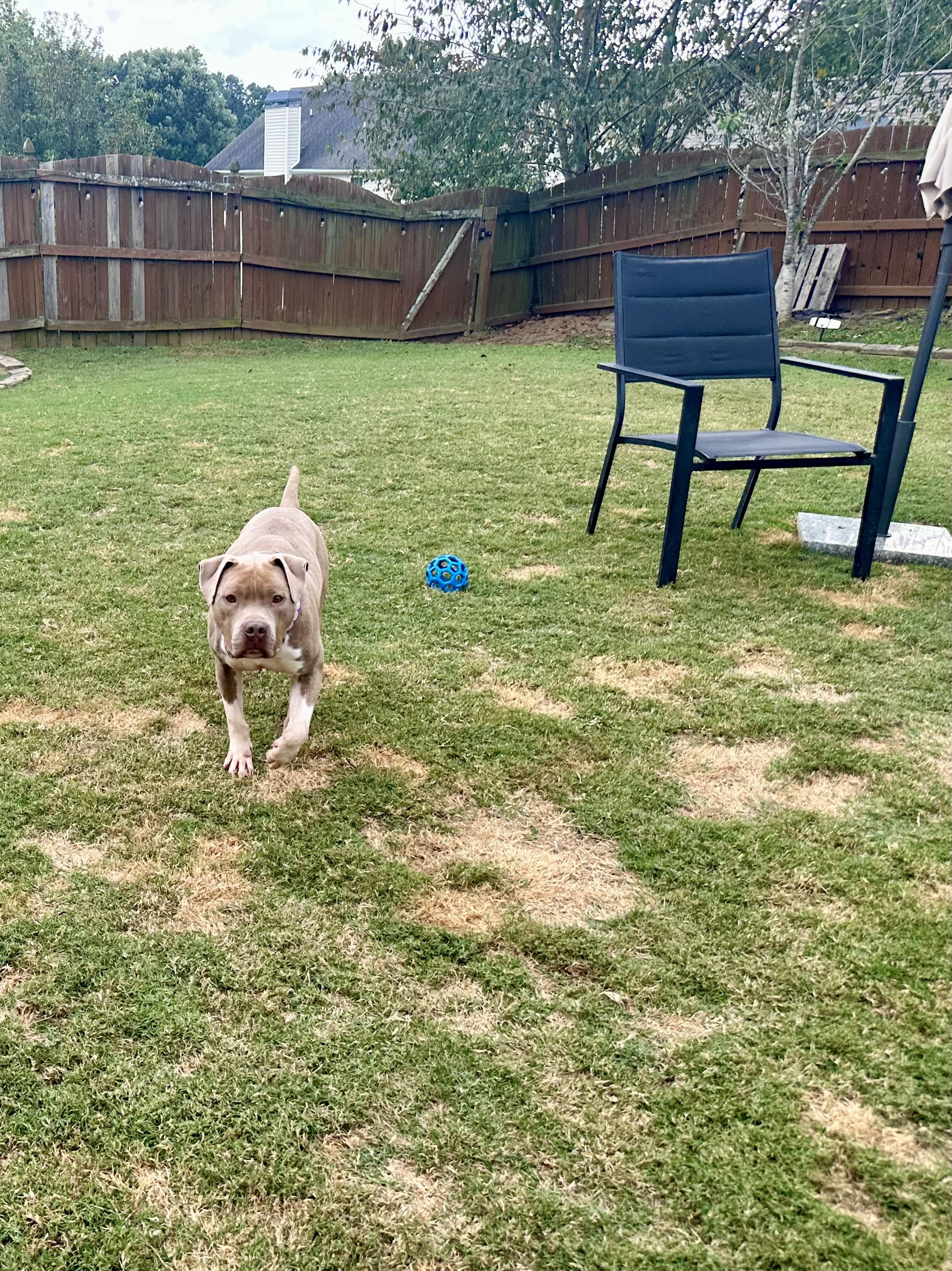 Gus, an adopted mixed breed in Auburn, GA image 3/6