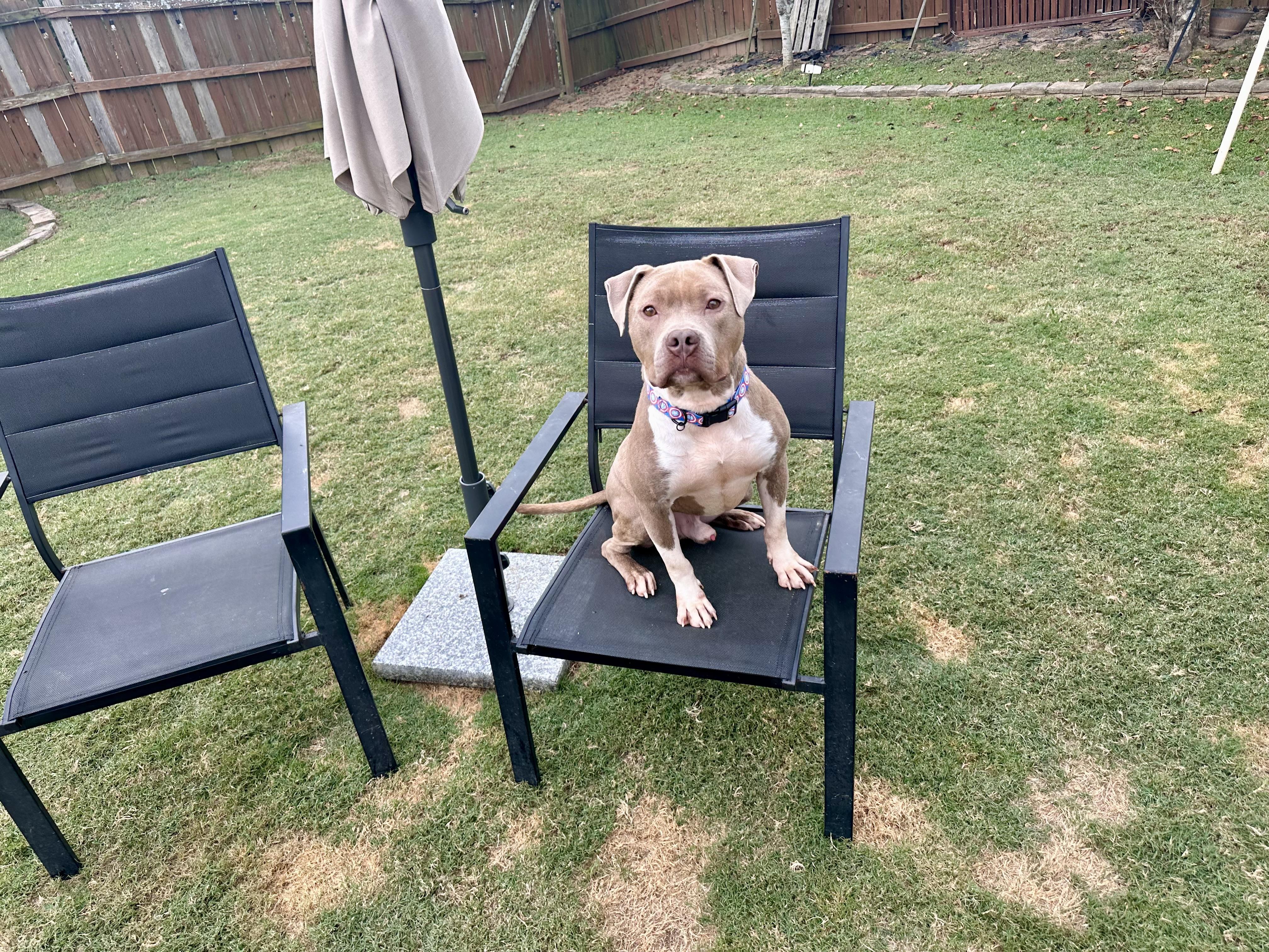 Gus, adopted, Adult Male American Bully & American Staffordshire Terrier.