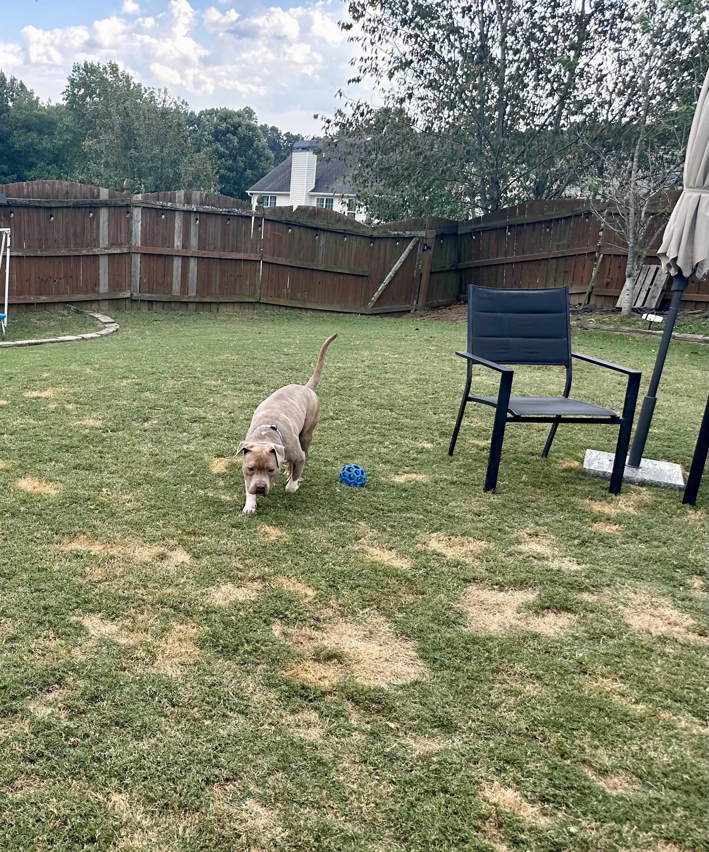 Gus, an adopted mixed breed in Auburn, GA image 4/6
