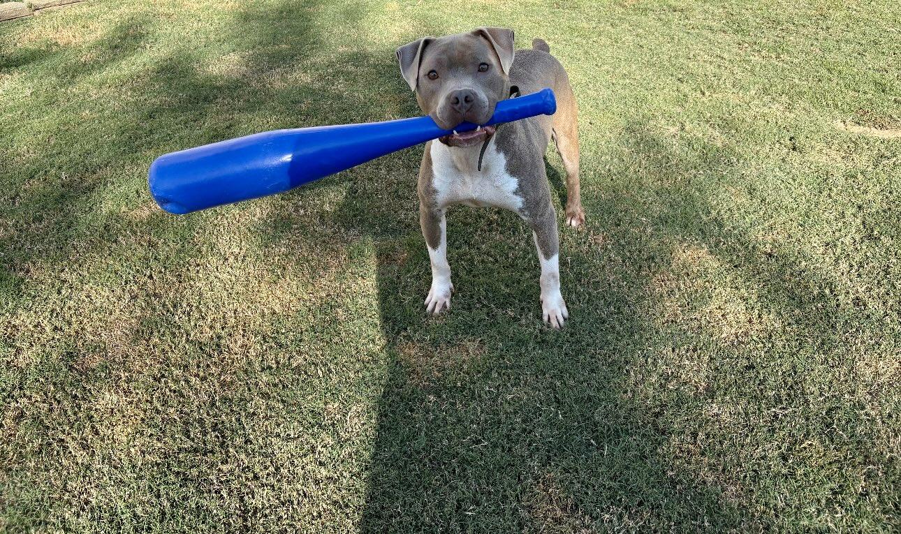 Gus, an adopted mixed breed in Auburn, GA image 5/6