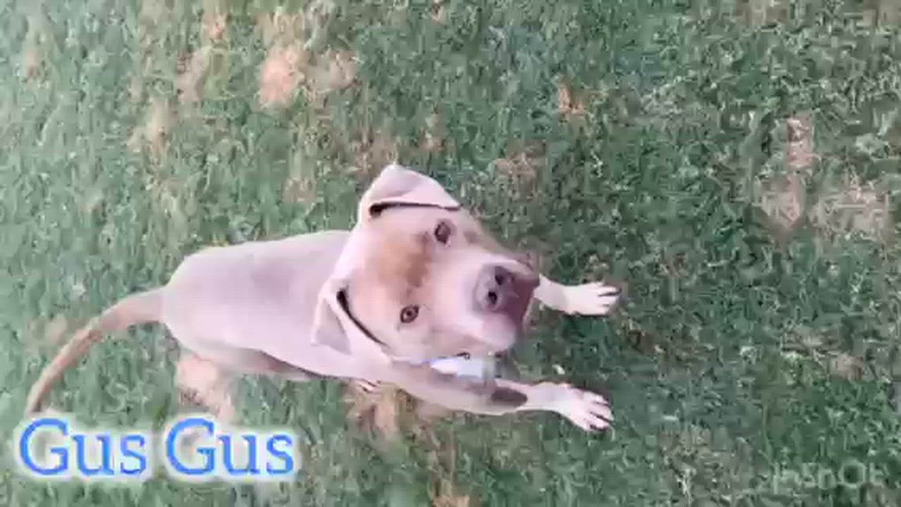 Enlarge Gus, an adopted mixed breed in Auburn, GA video 6/6