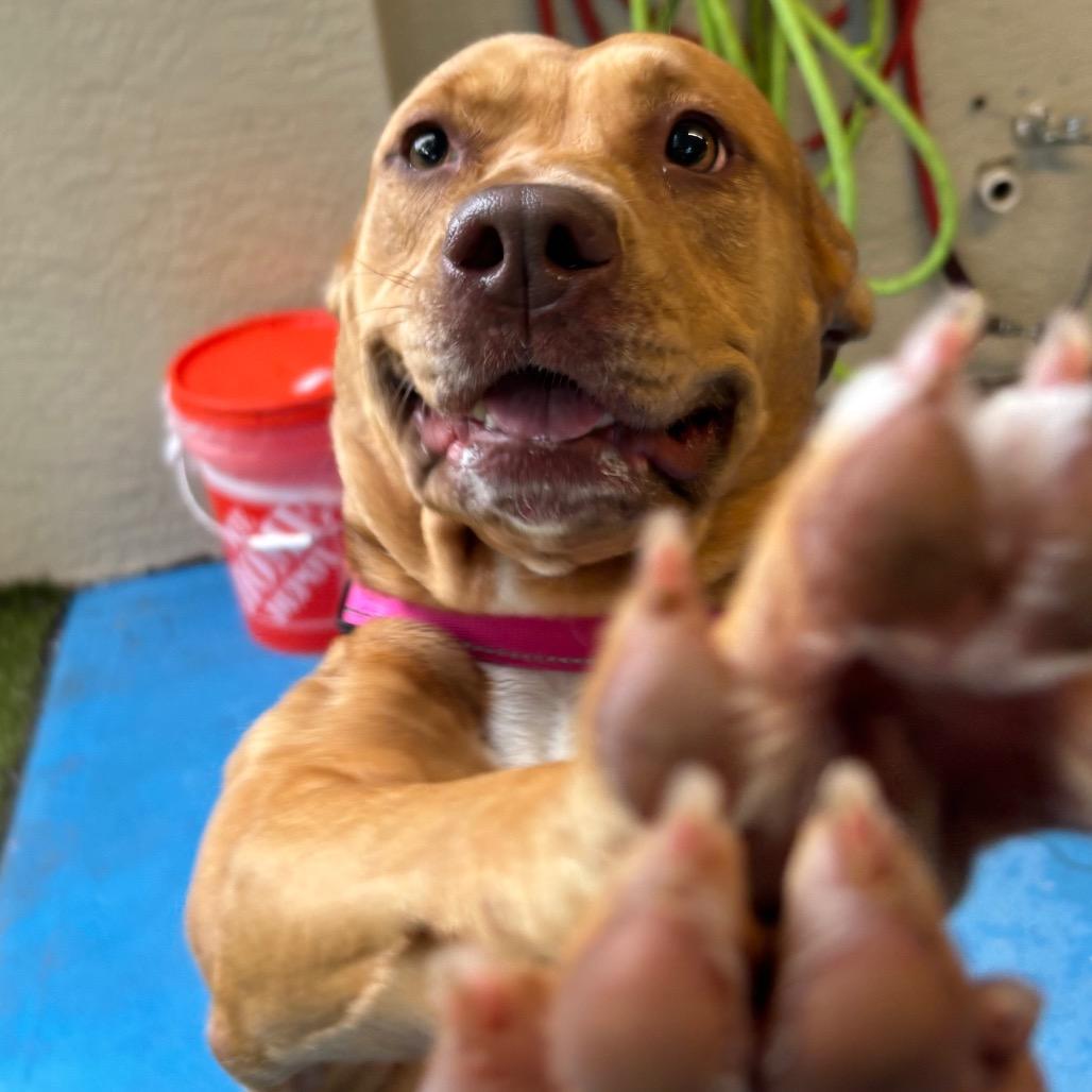 Posie, Adoptable, Adult Female Mixed Breed.
