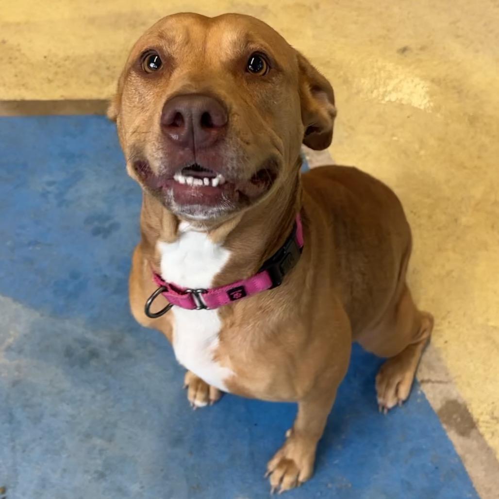 Posie, a Adoptable Mixed Breed in Titusville, FL image 2/6