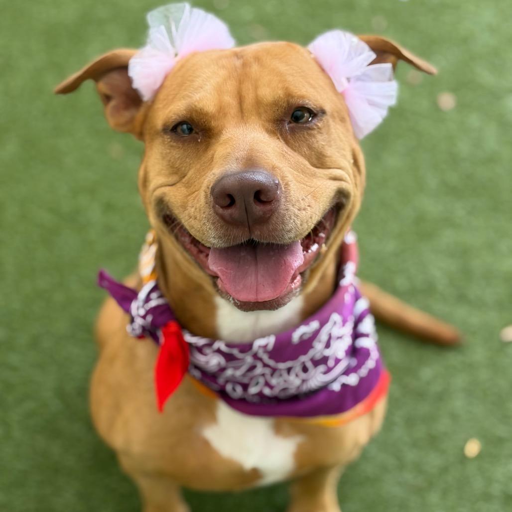 Posie, a Adoptable Mixed Breed in Titusville, FL image 3/6