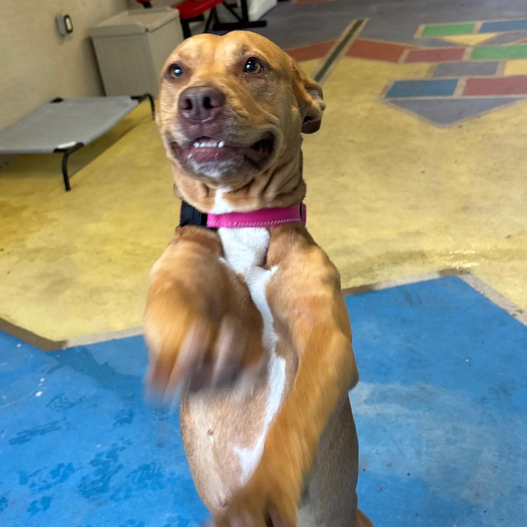 Posie, a Adoptable Mixed Breed in Titusville, FL image 4/6