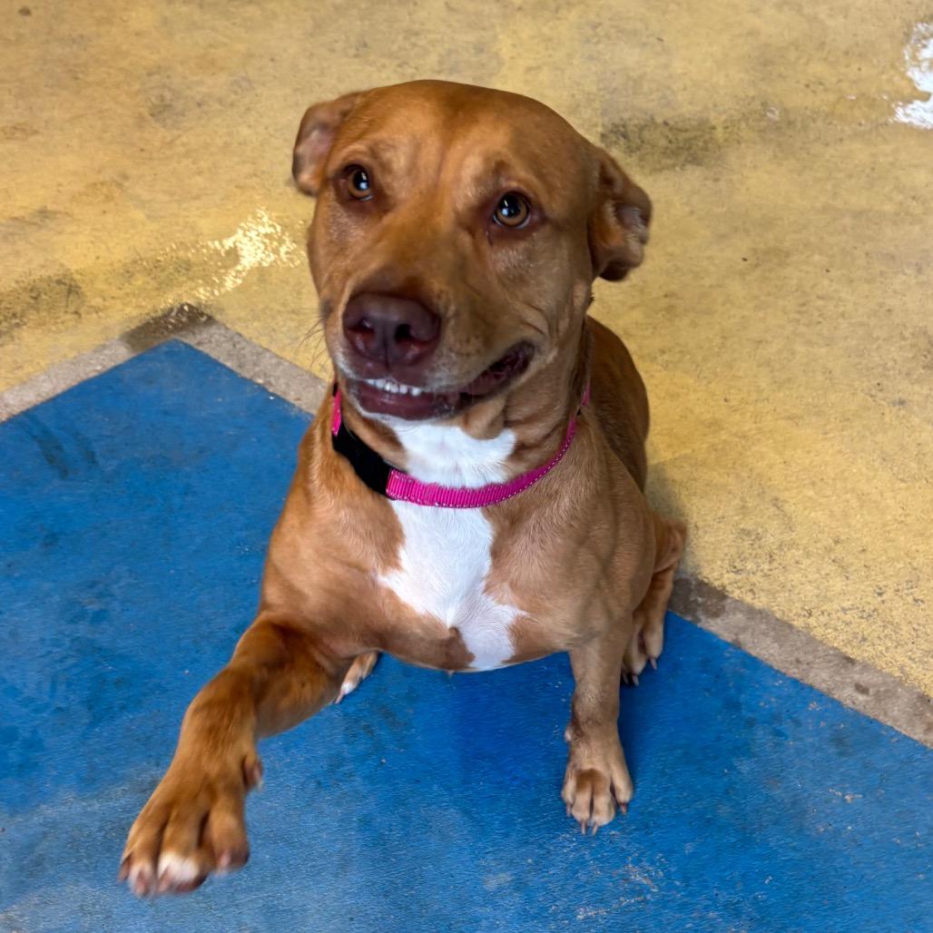 Posie, a Adoptable Mixed Breed in Titusville, FL image 5/6